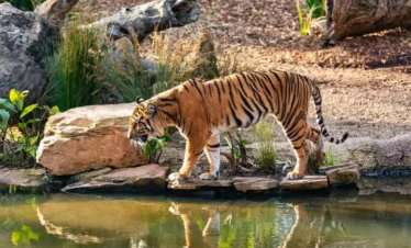 Discover Shillong Guwahati Kolkata tour with VTSPL