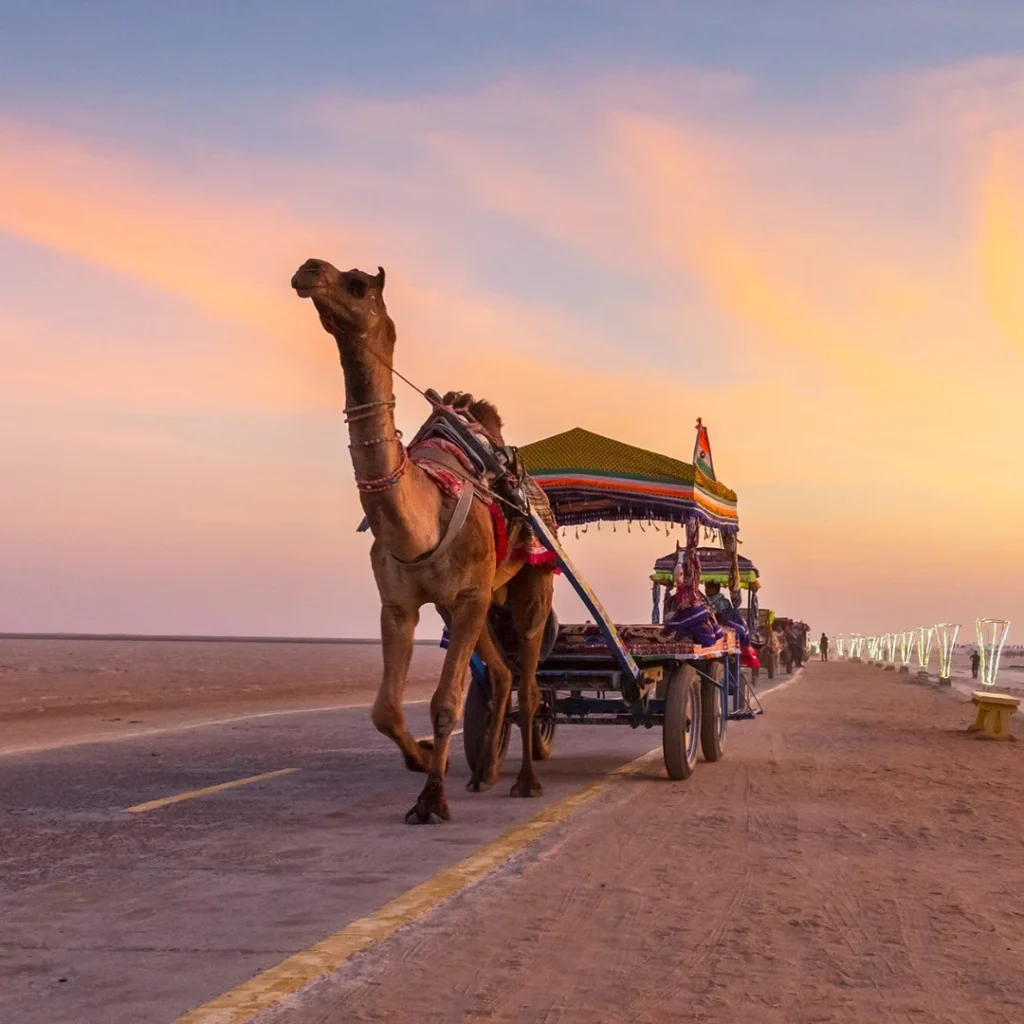 Camel Ride India Activities