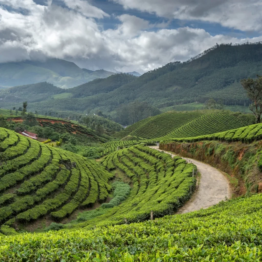 Munnar Tour Packages