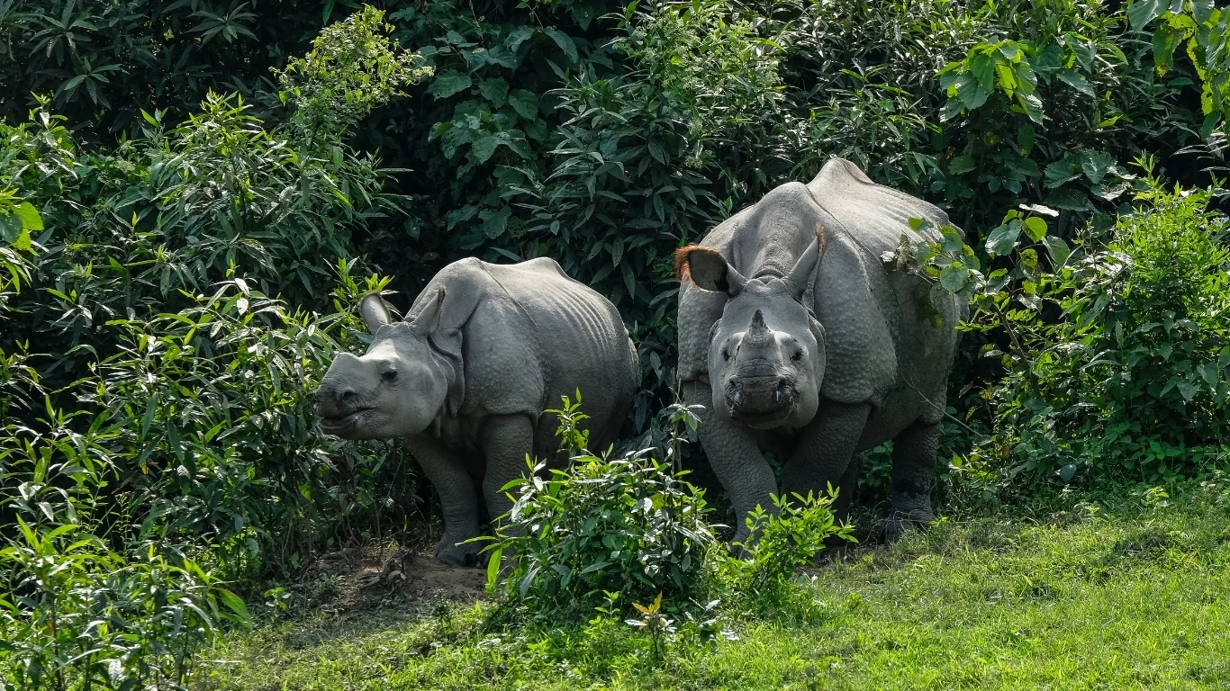 Discover Kaziranga National Park UNESCO site with VTSPL