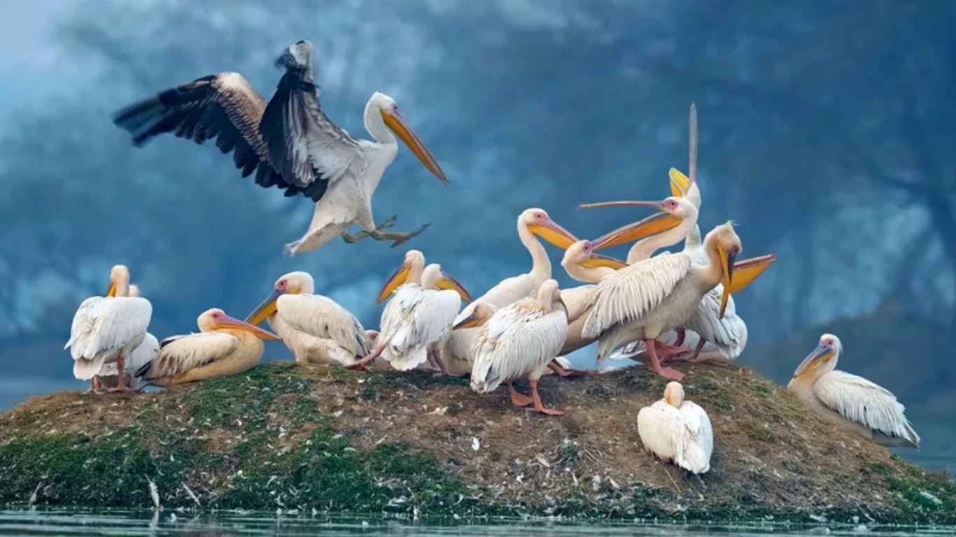 Discover Keoladeo National Park UNESCO site with VTSPL